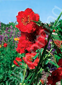 Geum 'Double Bloody Mary'